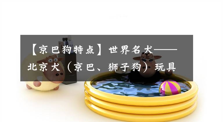 【京巴狗特点】世界名犬——北京犬（京巴、狮子狗）玩具犬