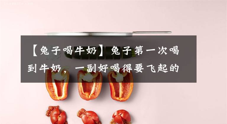 【兔子喝牛奶】兔子第一次喝到牛奶，一副好喝得要飞起的表情