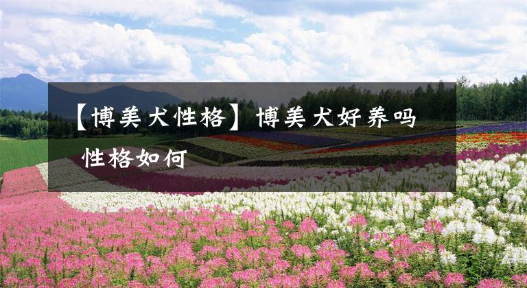 【博美犬性格】博美犬好养吗 性格如何