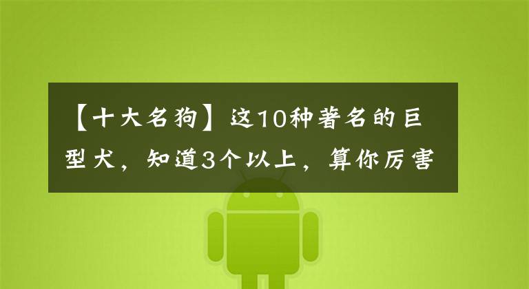 【十大名狗】这10种著名的巨型犬，知道3个以上，算你厉害