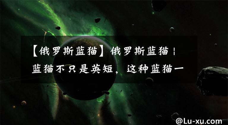 【俄罗斯蓝猫】俄罗斯蓝猫 | 蓝猫不只是英短，这种蓝猫一般人真的养不起