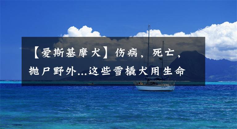 【爱斯基摩犬】伤病,死亡,抛尸野外...这些雪橇犬用生命换来人类的冠军