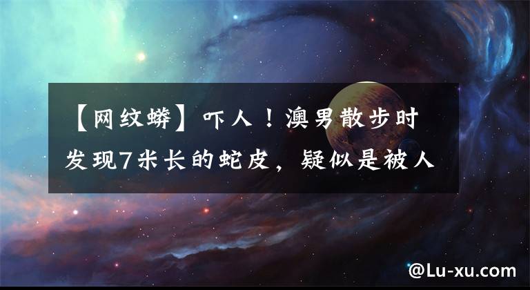 【网纹蟒】吓人！澳男散步时发现7米长的蛇皮，疑似是被人为剥除的