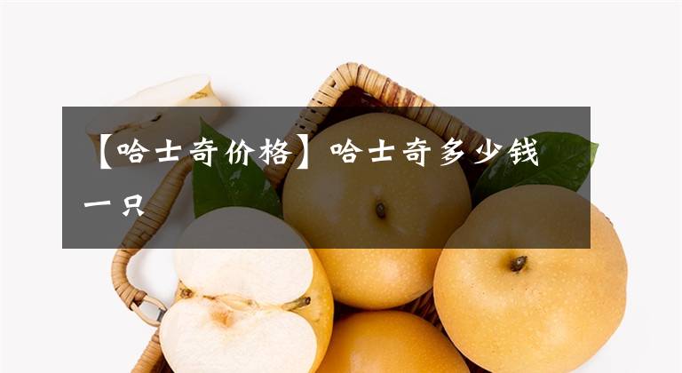 【哈士奇价格】哈士奇多少钱一只