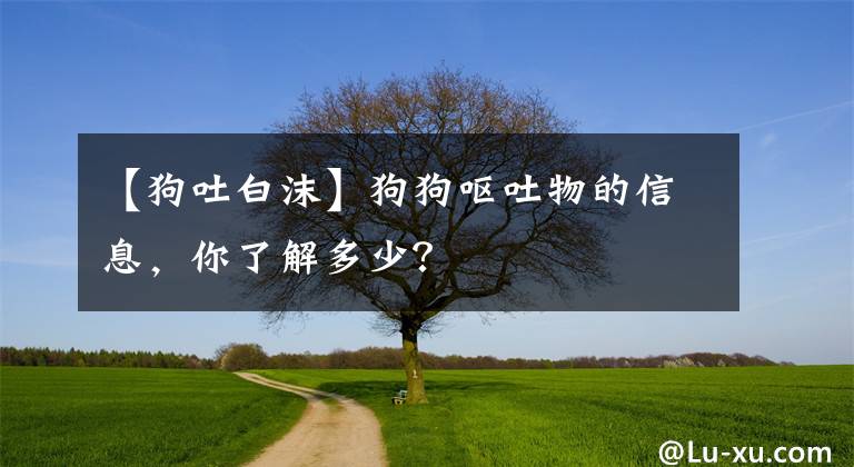【狗吐白沫】狗狗呕吐物的信息，你了解多少？