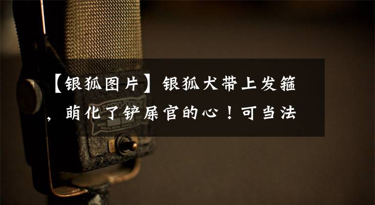 【银狐图片】银狐犬带上发箍，萌化了铲屎官的心！可当法斗带上时……