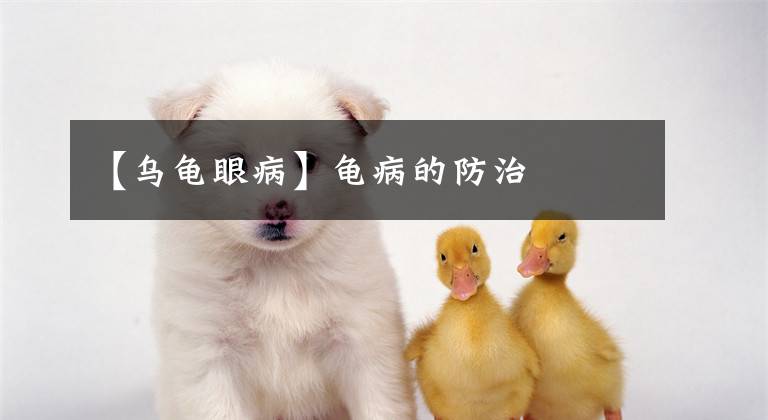 【乌龟眼病】龟病的防治