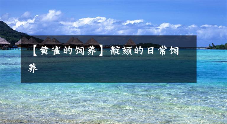 【黄雀的饲养】靛颏的日常饲养