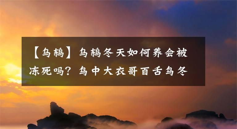 【乌鸫】乌鸫冬天如何养会被冻死吗?鸟中大衣哥百舌鸟冬季养护与压口方法