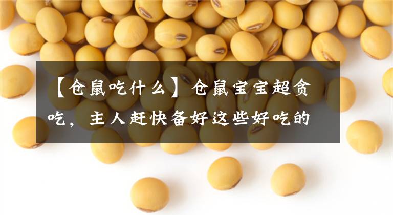 【仓鼠吃什么】仓鼠宝宝超贪吃,主人赶快备好这些好吃的,投喂它们吧