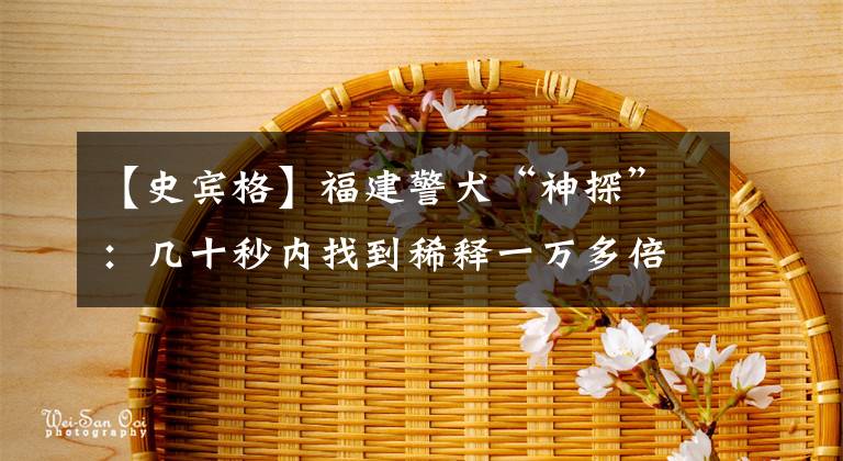 【史宾格】福建警犬“神探”:几十秒内找到稀释一万多倍血液