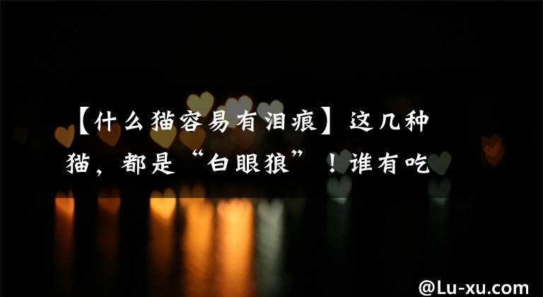 【什么猫容易有泪痕】这几种猫，都是“白眼狼”！谁有吃的就跟谁走