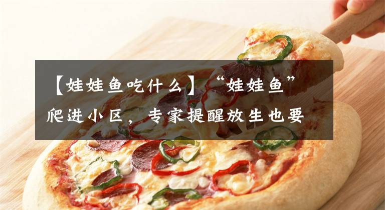 【娃娃鱼吃什么】“娃娃鱼”爬进小区，专家提醒放生也要讲科学