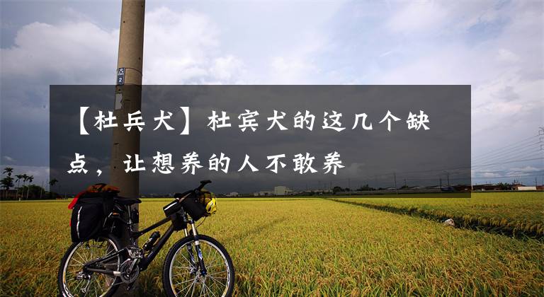 【杜兵犬】杜宾犬的这几个缺点,让想养的人不敢养