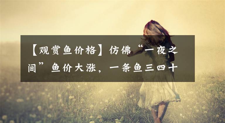 【观赏鱼价格】仿佛“一夜之间”鱼价大涨，一条鱼三四十元，你还会买鱼吗？