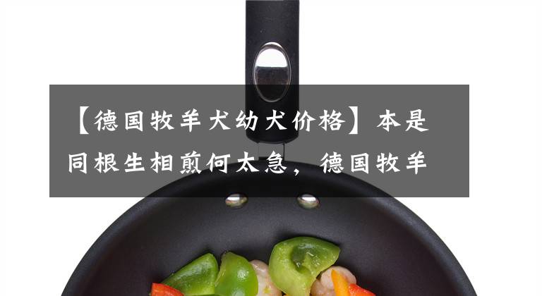 【德国牧羊犬幼犬价格】本是同根生相煎何太急，德国牧羊犬“内斗”，弓背平背正统之争
