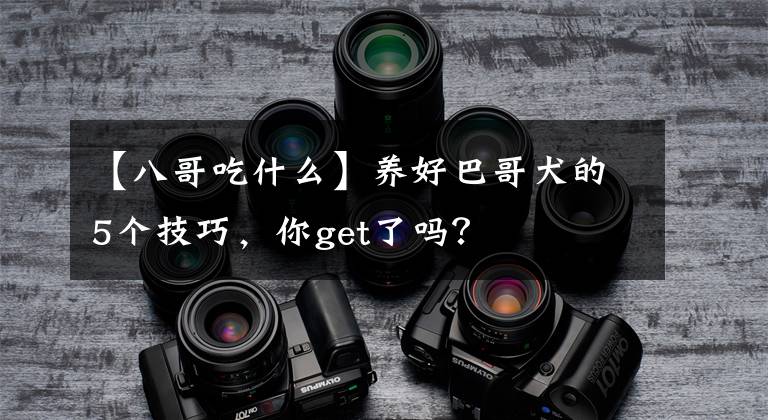 【八哥吃什么】养好巴哥犬的5个技巧，你get了吗？