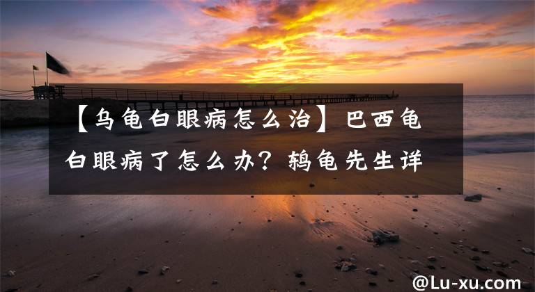 【乌龟白眼病怎么治】巴西龟白眼病了怎么办？鸫龟先生详解巴西龟白眼病原因及治疗方法