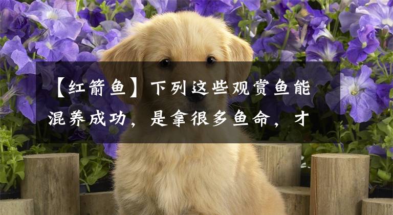 【红箭鱼】下列这些观赏鱼能混养成功,是拿很多鱼命,才能买来的效果