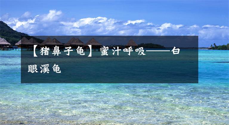 【猪鼻子龟】蜜汁呼吸——白眼溪龟