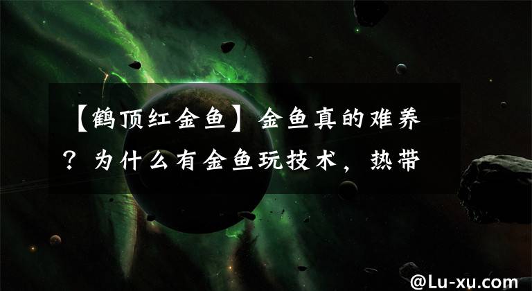 【鹤顶红金鱼】金鱼真的难养?为什么有金鱼玩技术,热带鱼玩的是设备的说法?