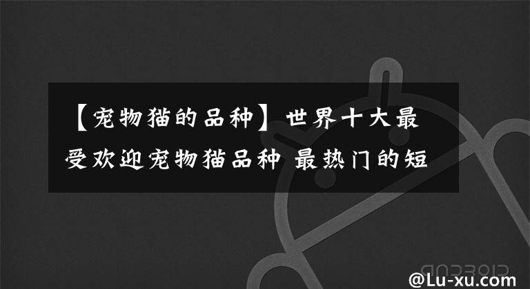 【宠物猫的品种】世界十大最受欢迎宠物猫品种 最热门的短毛猫是哪种