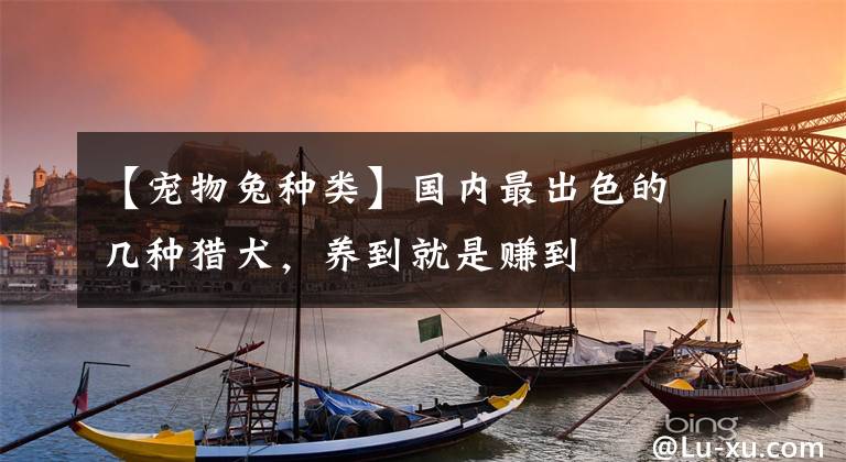 【宠物兔种类】国内最出色的几种猎犬，养到就是赚到