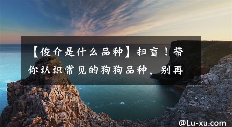 【俊介是什么品种】扫盲！带你认识常见的狗狗品种，别再做一个“狗盲”了！