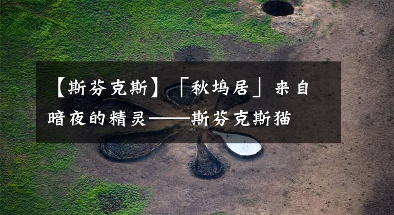 【斯芬克斯】「秋坞居」来自暗夜的精灵——斯芬克斯猫