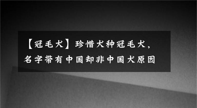 【冠毛犬】珍惜犬种冠毛犬，名字带有中国却非中国犬原因竟是如此...