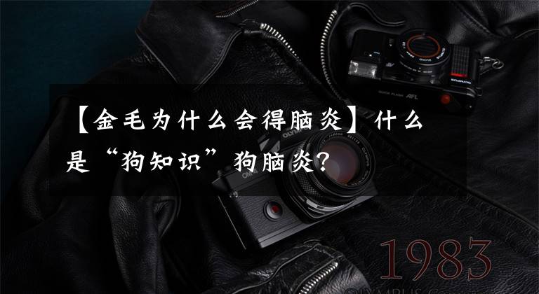 【金毛为什么会得脑炎】什么是“狗知识”狗脑炎?
