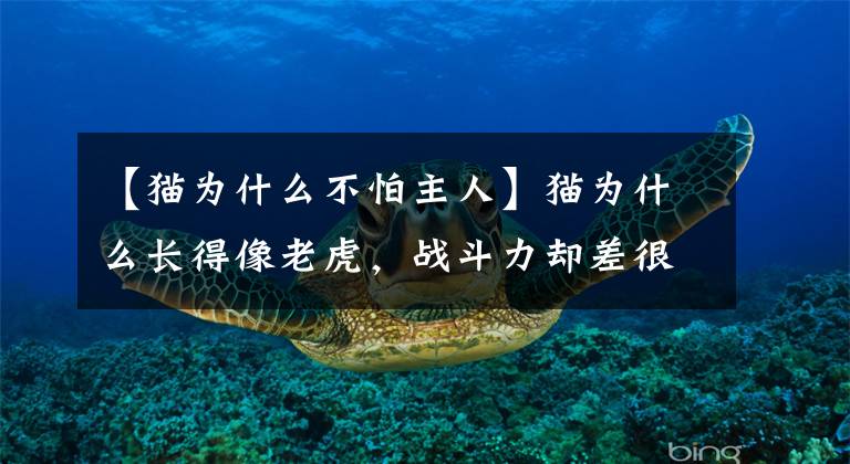 【猫为什么不怕主人】猫为什么长得像老虎,战斗力却差很多