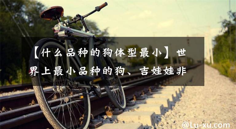 【什么品种的狗体型最小】世界上最小品种的狗、吉娃娃非常适合上班族，但很黏人，占有欲很强。