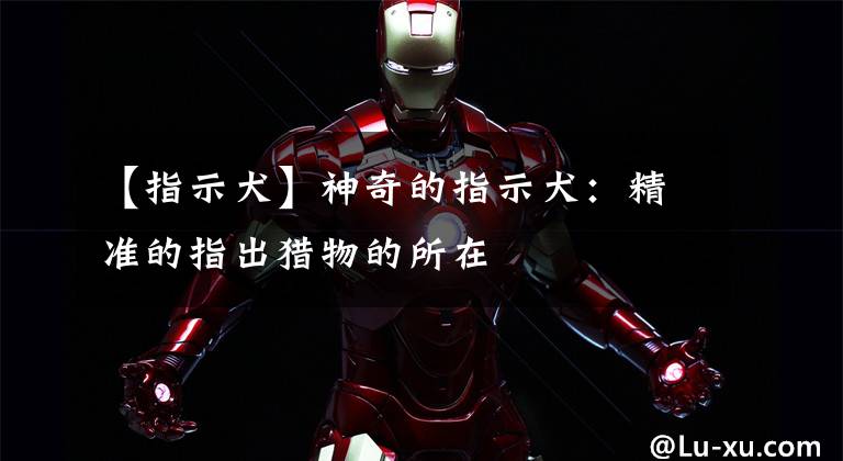 【指示犬】神奇的指示犬：精准的指出猎物的所在