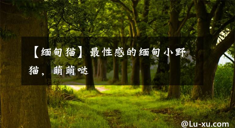 【缅甸猫】最性感的缅甸小野猫，萌萌哒