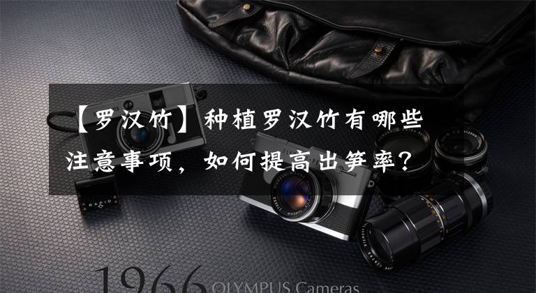 【罗汉竹】种植罗汉竹有哪些注意事项，如何提高出笋率？