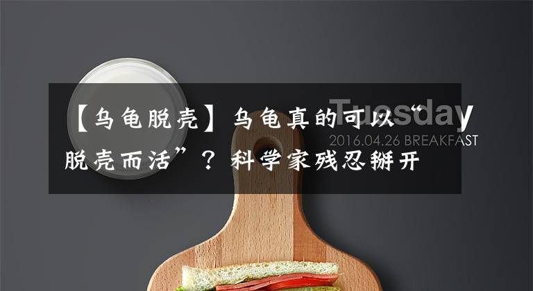 【乌龟脱壳】乌龟真的可以“脱壳而活”？科学家残忍掰开龟壳后，得到了答案