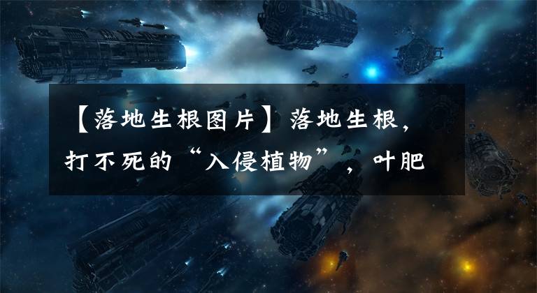 【落地生根图片】落地生根,打不死的“入侵植物”,叶肥肥花好看,还能嫁接长寿花