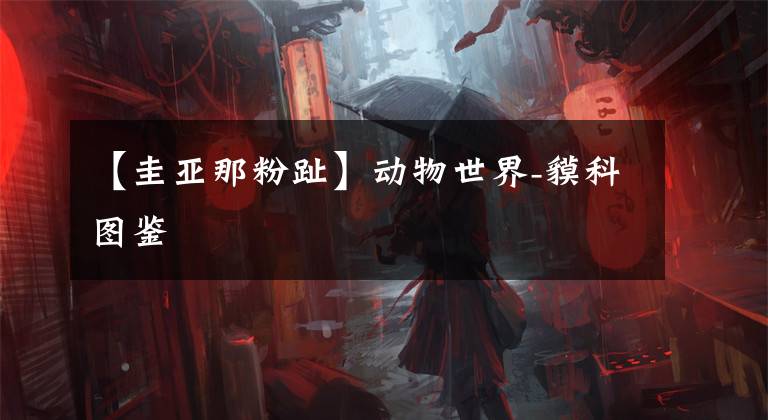 【圭亚那粉趾】动物世界-貘科图鉴