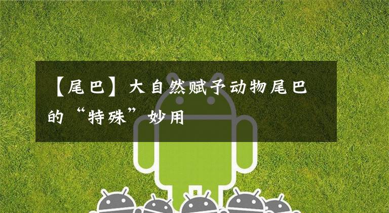 【尾巴】大自然赋予动物尾巴的“特殊”妙用