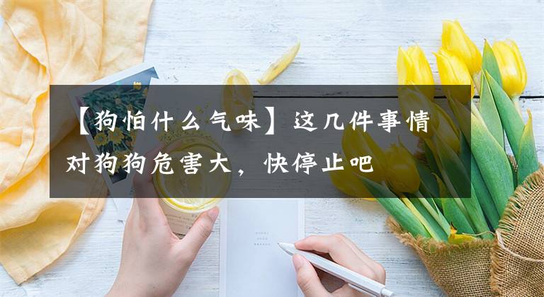 【狗怕什么气味】这几件事情对狗狗危害大，快停止吧