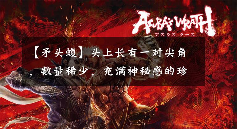 【矛头蝮】头上长有一对尖角，数量稀少，充满神秘感的珍稀毒蛇：角原矛头蝮