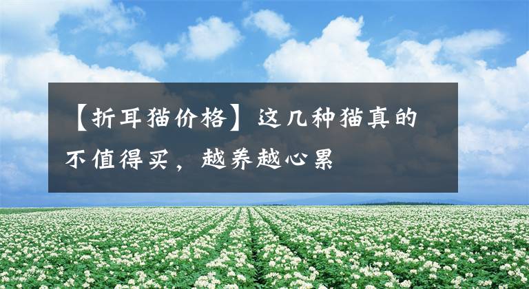 【折耳猫价格】这几种猫真的不值得买,越养越心累