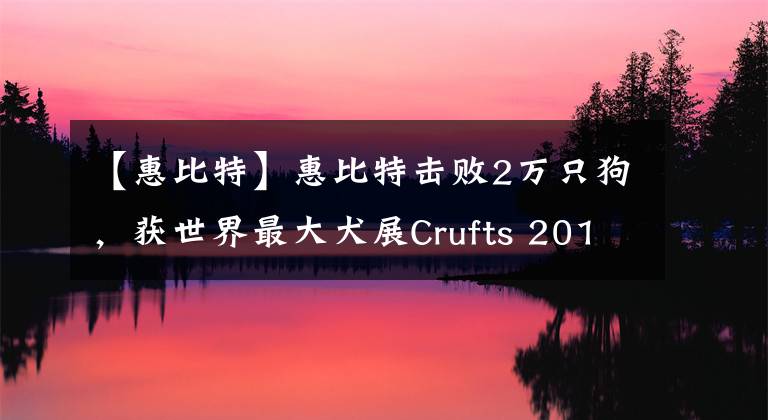 【惠比特】惠比特击败2万只狗，获世界最大犬展Crufts 2018年总冠军