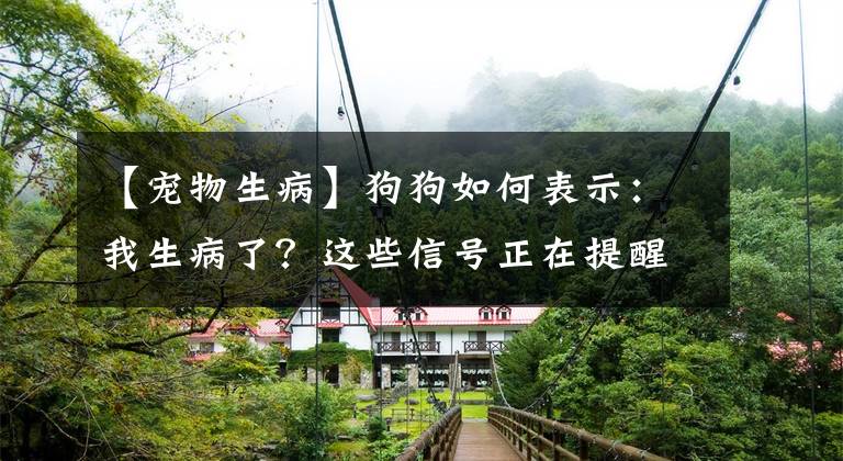 【宠物生病】狗狗如何表示:我生病了?这些信号正在提醒你
