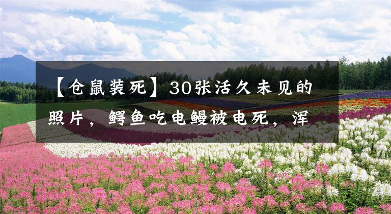 【仓鼠装死】30张活久未见的照片，鳄鱼吃电鳗被电死，浑身抽搐与电鳗同归于尽