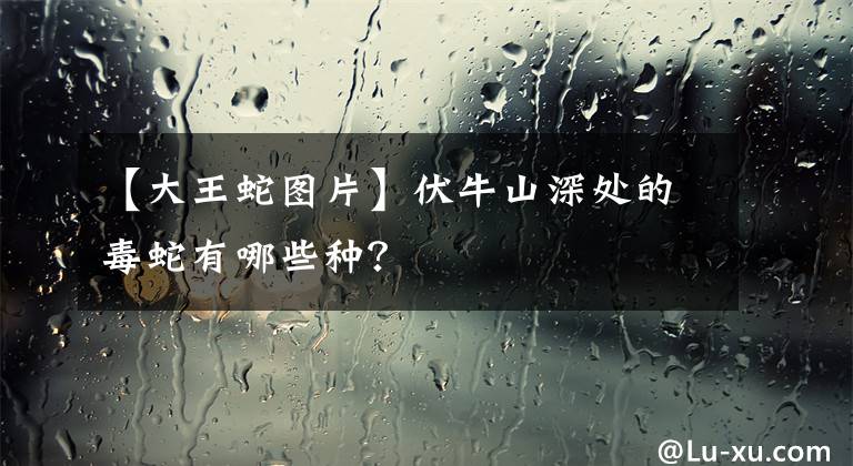 【大王蛇图片】伏牛山深处的毒蛇有哪些种？