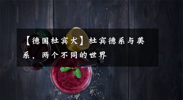 【德国杜宾犬】杜宾德系与美系,两个不同的世界