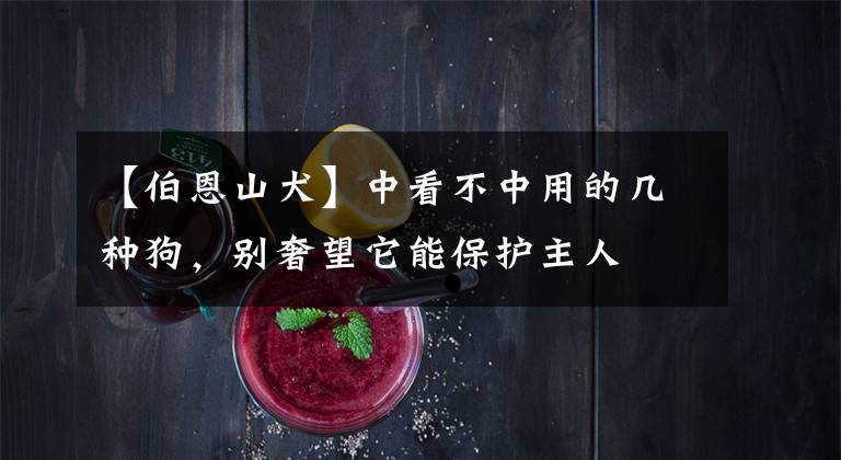 【伯恩山犬】中看不中用的几种狗，别奢望它能保护主人