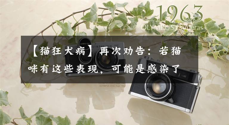 【猫狂犬病】再次劝告：若猫咪有这些表现，可能是感染了“狂犬病”